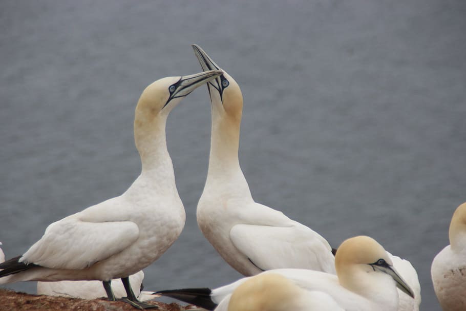 Northern Gannet, Helgoland, Sea Bird, sea island, sea birds, north sea, bird, animal, nature, wildlife