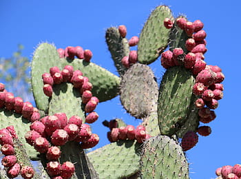 pierdere în greutate cu cactus nopal