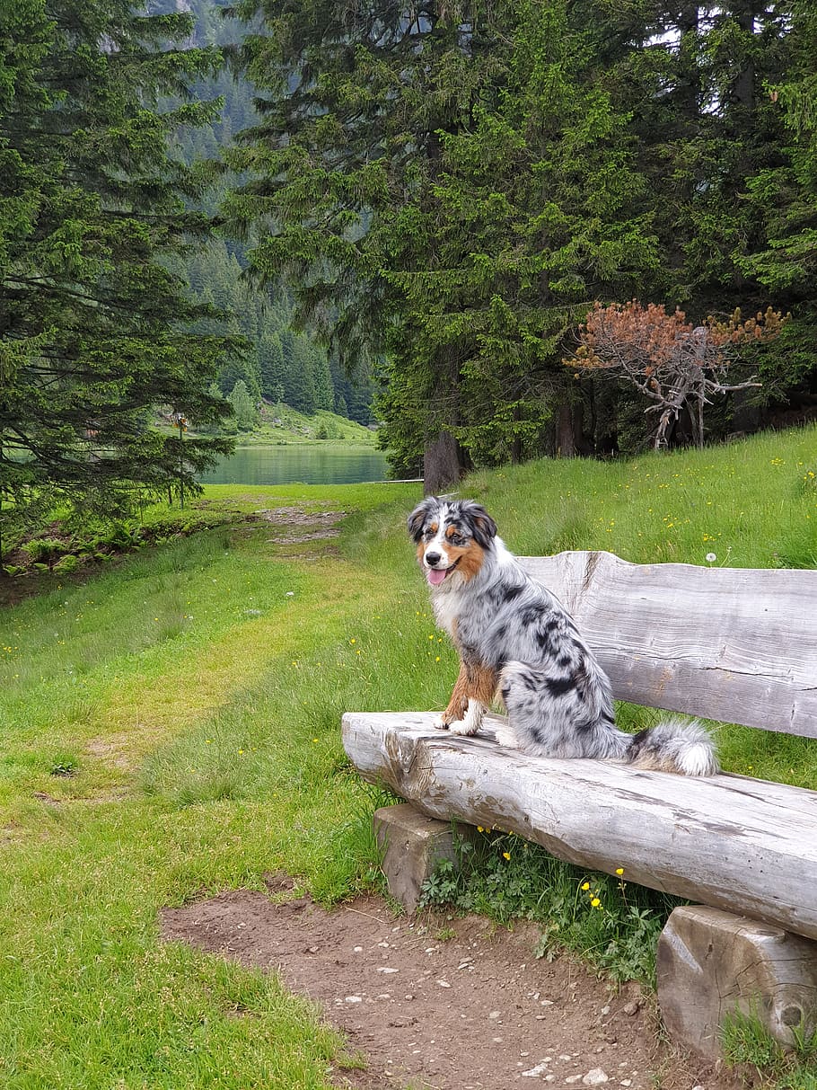 dog, wilderness, swiss alps, green, tree, outdoor, scenery, landscape, mountain, switzerland