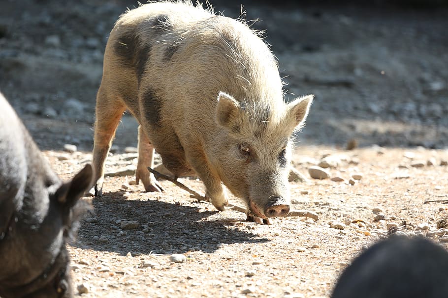 sow, pig, cattle, little pig, zoo, wild boars, pig sty, domestic pig, animal world, piglet