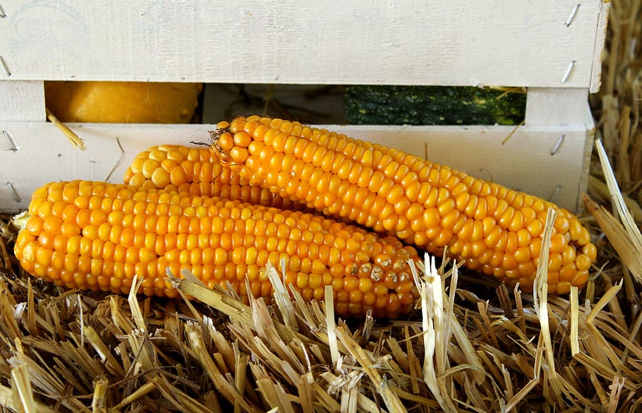 corn, vegetables, yields, yellow, harvest, agriculture, fresh, natural, summer, food and drink