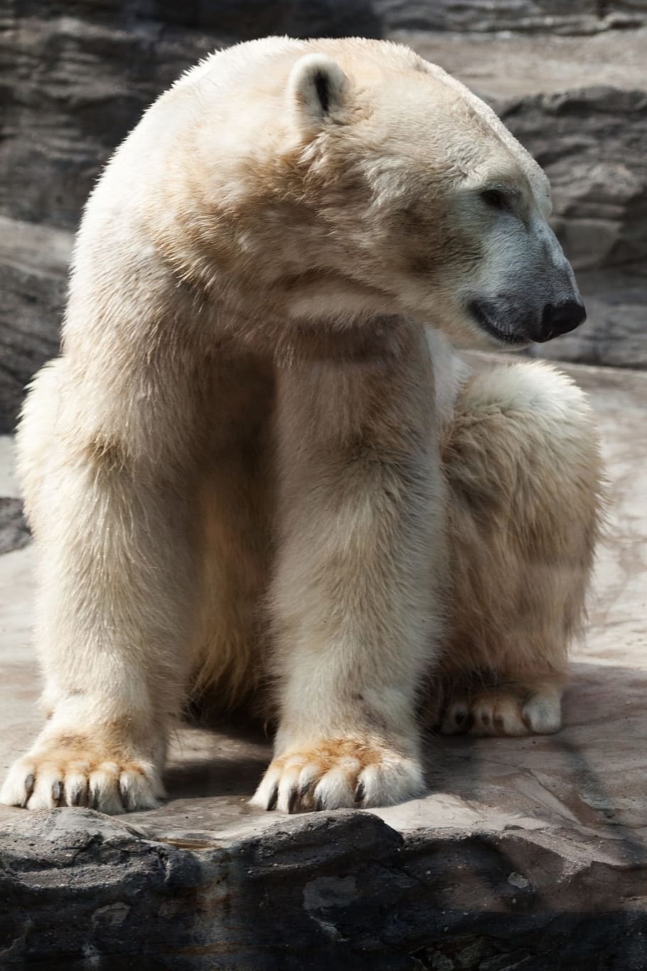 polar, bear, sitting, gray, stone, animal, arctic, polar bear, fur, mammal