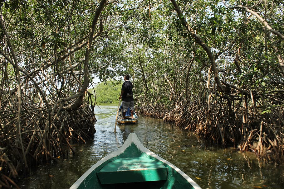 colombia, mangrove, nature, caribbean, green, swamp, tropical, boat, manglar, agua