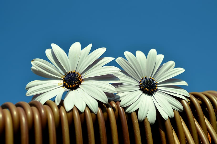 two, white, daisy flowers, brown, rattan, Daisies, Blue Sky, Beach Chair, bornholm daisies, summer