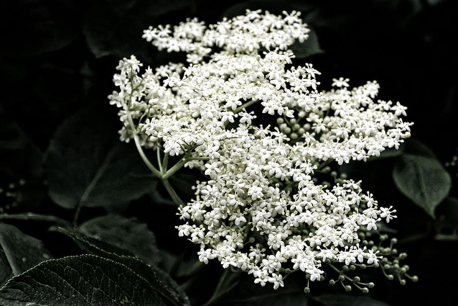 Elderflower, Elder, White, Holder, Bush, elder, white, holder bush, inflorescences, flower, plant