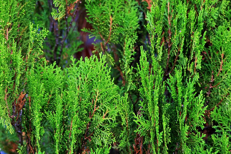 Conifer, Tree, Aromatic, conifer tree, green, organic, agriculture, outdoors, environment, trunk