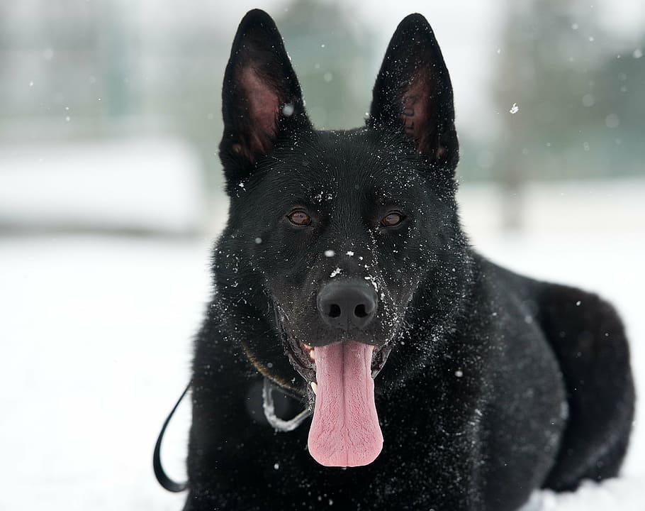 black, dog, lying, snow, german shepherd, flakes, canine, portrait, cute, attentive