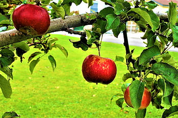 sad-fruitful-apple-tree-apples-autumn-royalty-free-thumbnail.jpg