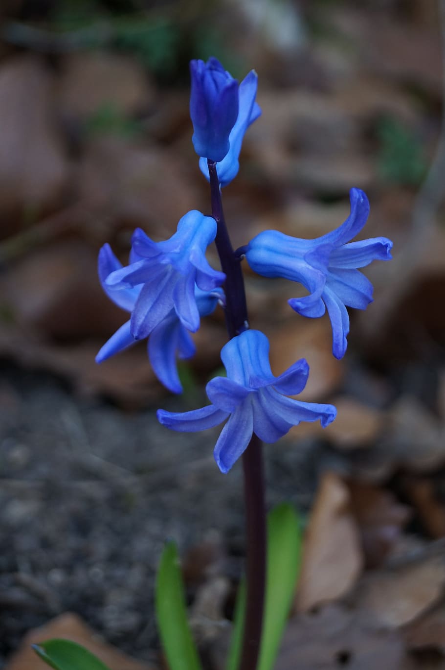 hyacinth, plant, flower, spring, blue, garten, natur, garden, nature, bloom