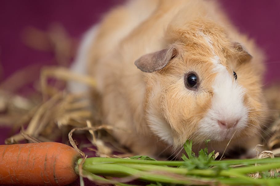 Guinea Pig, Pet, Nager, Scorpionfish, rodent, rosette, close-up, one animal, animal themes, domestic animals