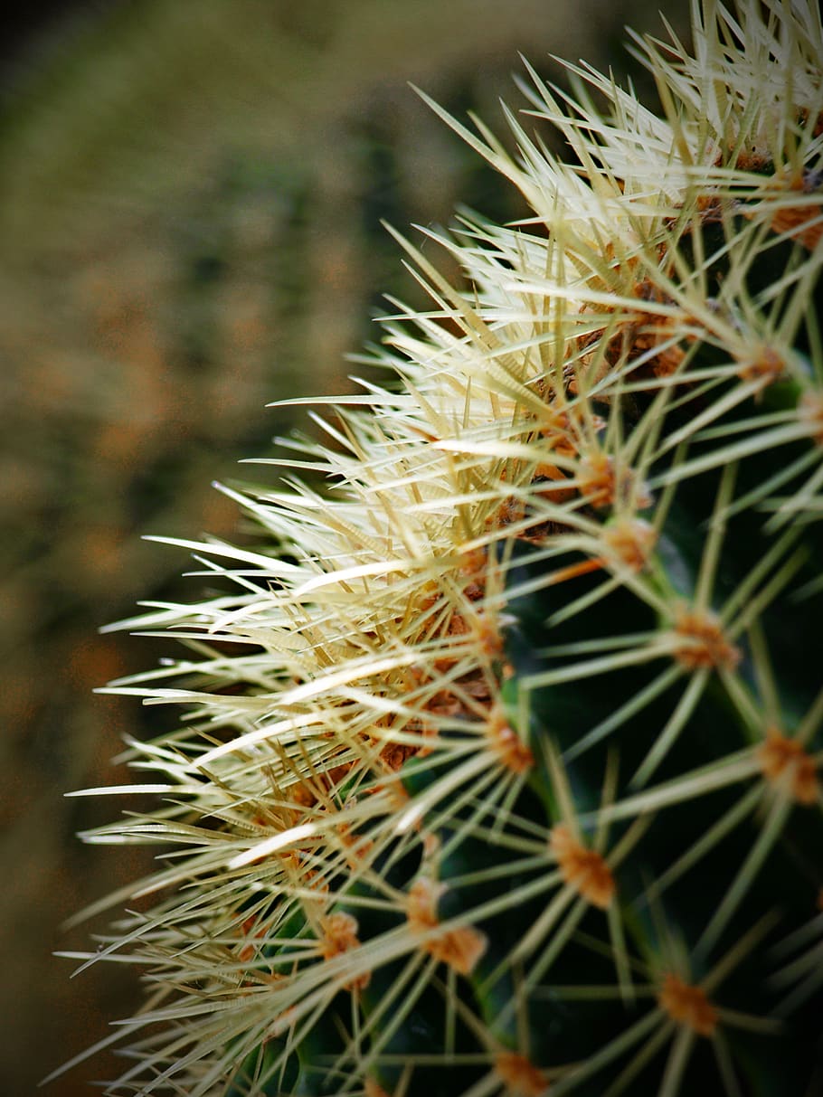 cactus, planta, de cerca, lengüeta, macro, naturaleza, botánica, floral, espiga, aguja