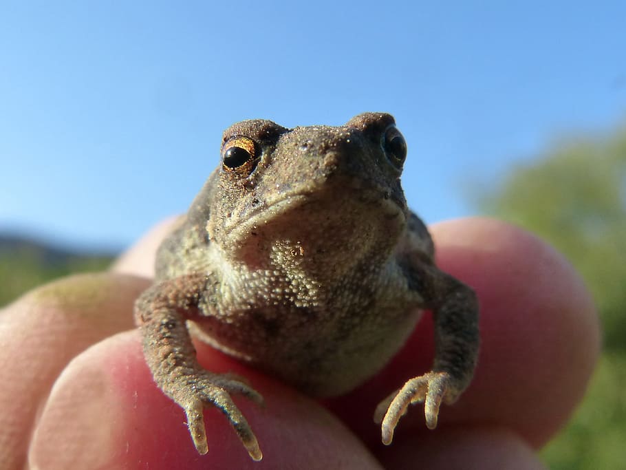 toad, sapito, small, hand, tiny, batrachian, bufo bufo, one animal, animal wildlife, animals in the wild