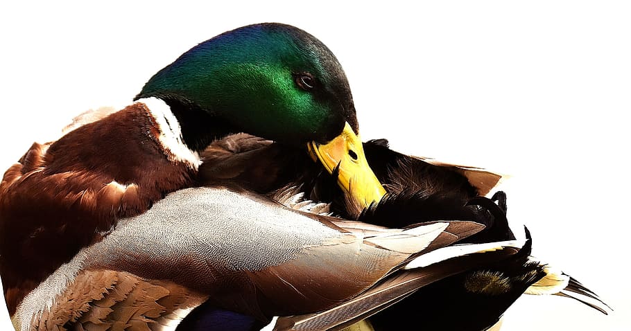 male, mallard duck, white, background, mallard, drake, colorful, water bird, duck, meadow