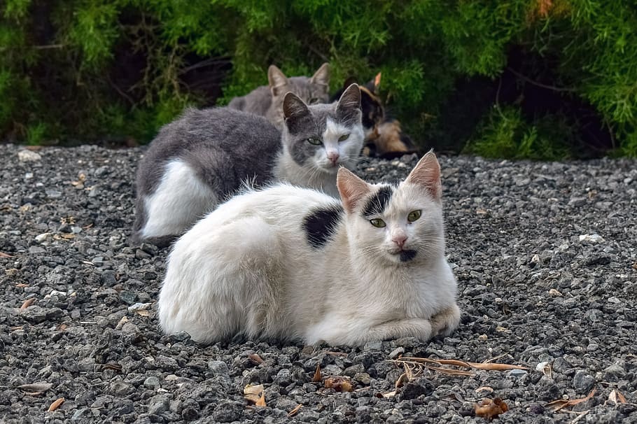 cats, looking, mean, evil, animal, wild, angry, stray, suspicious, hostile