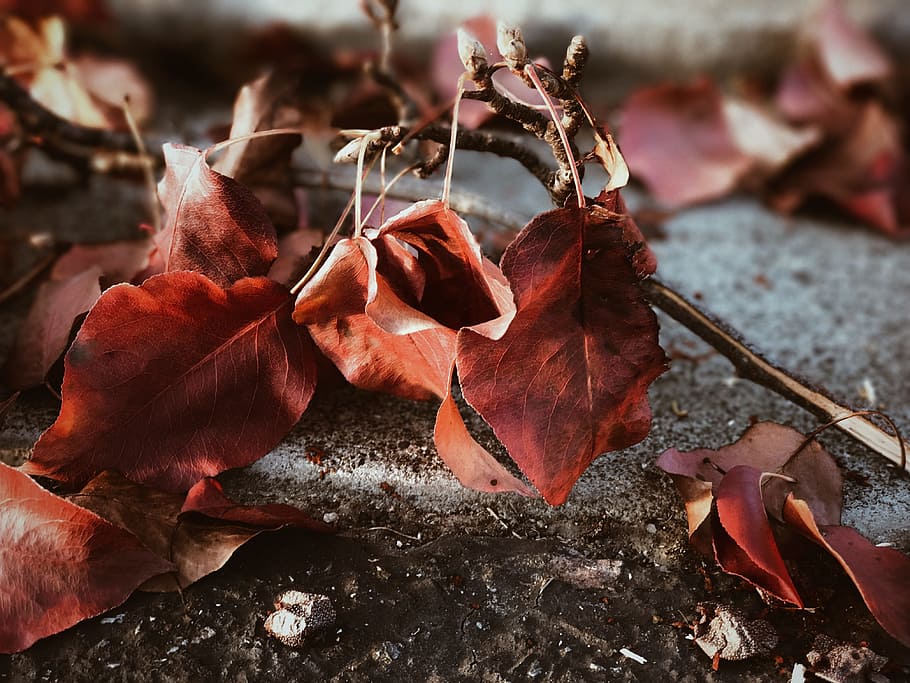 leaf, autumn, fall, dry, plant part, close-up, nature, focus on foreground, plant, beauty in nature