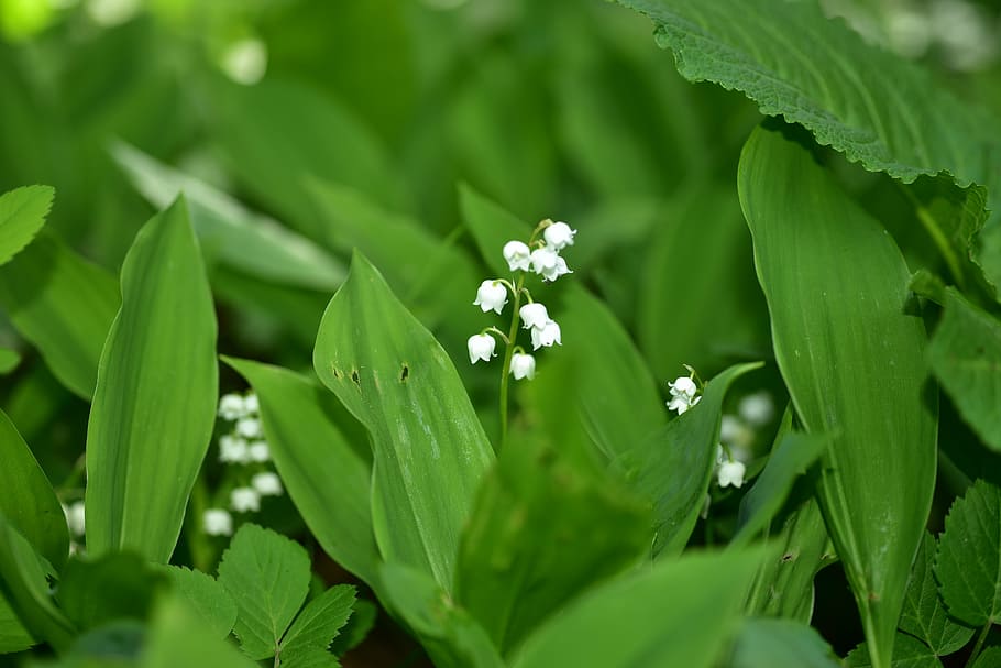 white, lily, valley flowers, lily of the valley, blossom, bloom, flower, convallaria majalis, asparagus plant, plant