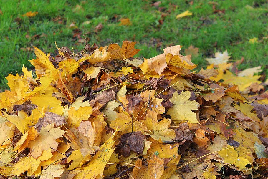 follaje, montón, tareas de otoño, rastrillo, hojas amarillas, hojas de otoño, otoño de oro, estaciones del año, desaparición, color