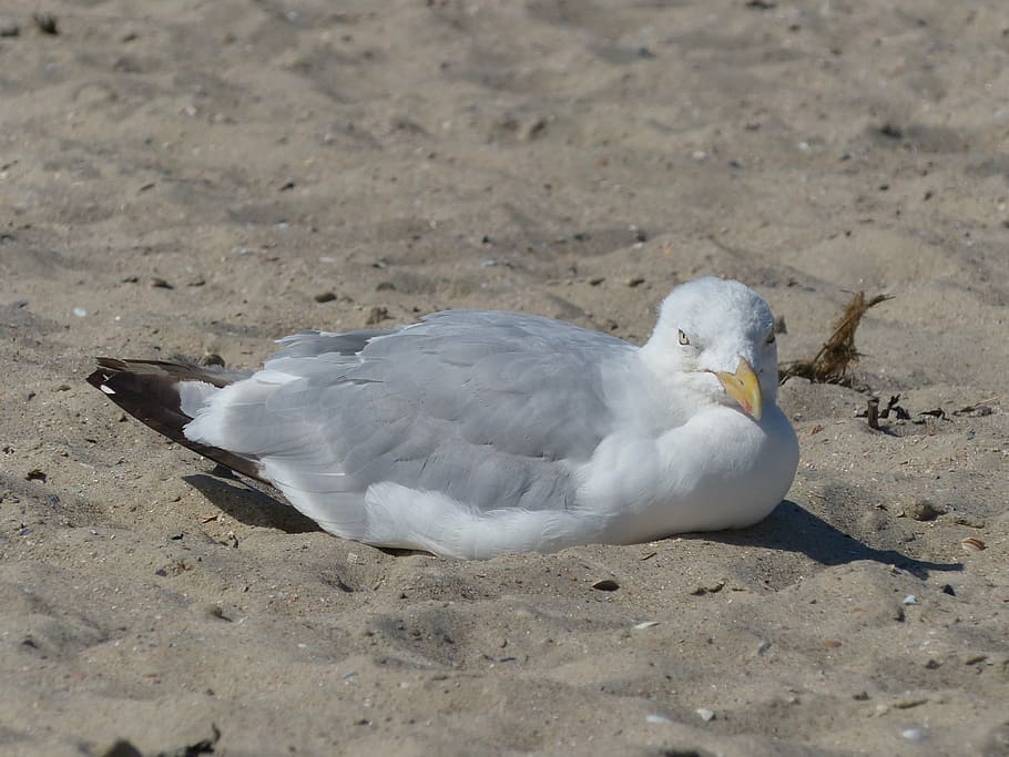 seagull, sand, white, langeoog, east frisia, island, coast, north sea, sea, salt air