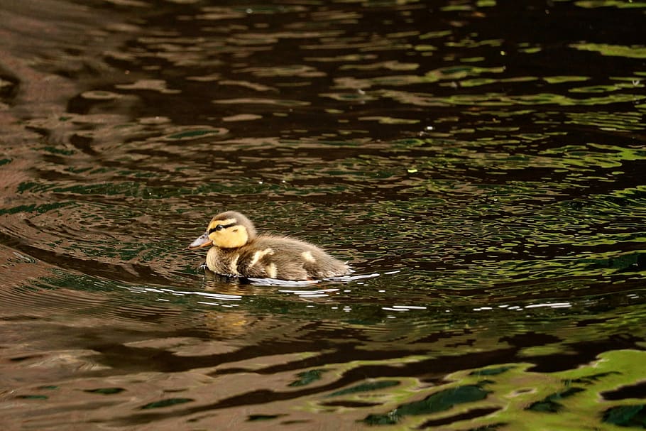 ducky, young, feather, chicks, young animals, bird, small, ducks, animal portrait, poultry