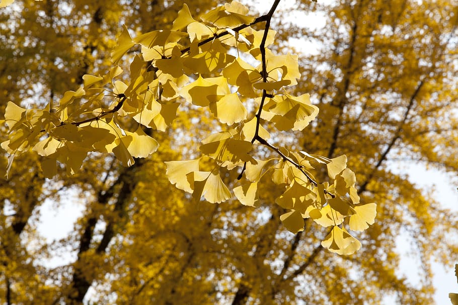 ginkgo, ginkgo leaf, yellow, autumn, leaf, the leaves, nature, leaves, wood, landscape