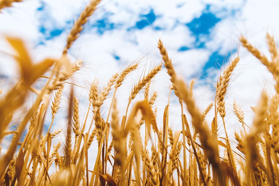 wheat, farm, blue, sky, barley, clouds, countryside, crops, field, grass
