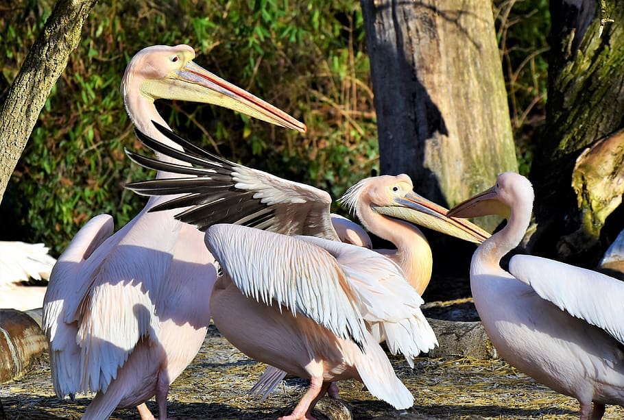pelikan, water bird, pink pelican, bill, bird, plumage, animal, nature, zoo, tierpark hellabrunn