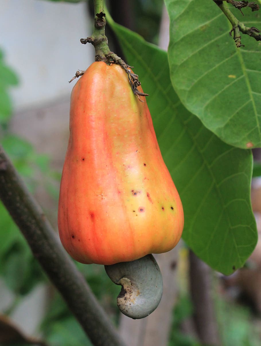 cashew fruit, food, plant, nuts, fruit, healthy eating, leaf, food and drink, plant part, close-up