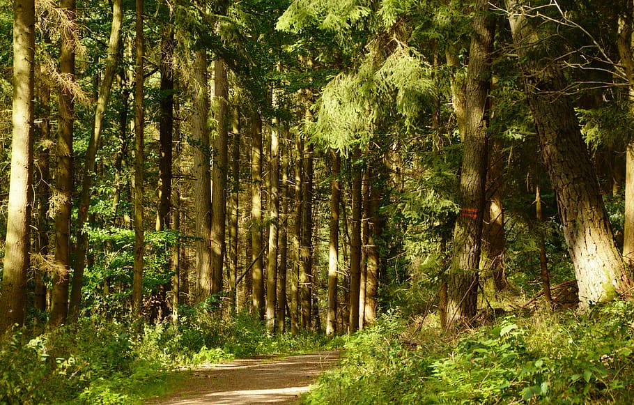 hijau, fotografi hutan pohon, siang hari, hutan, jalan hutan, pohon, cahaya, banyak cahaya alami, morgenstimmung, estetika