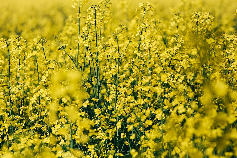rape field, sunny, day, Rape, field, sunny day, summer, flower, yellow, background