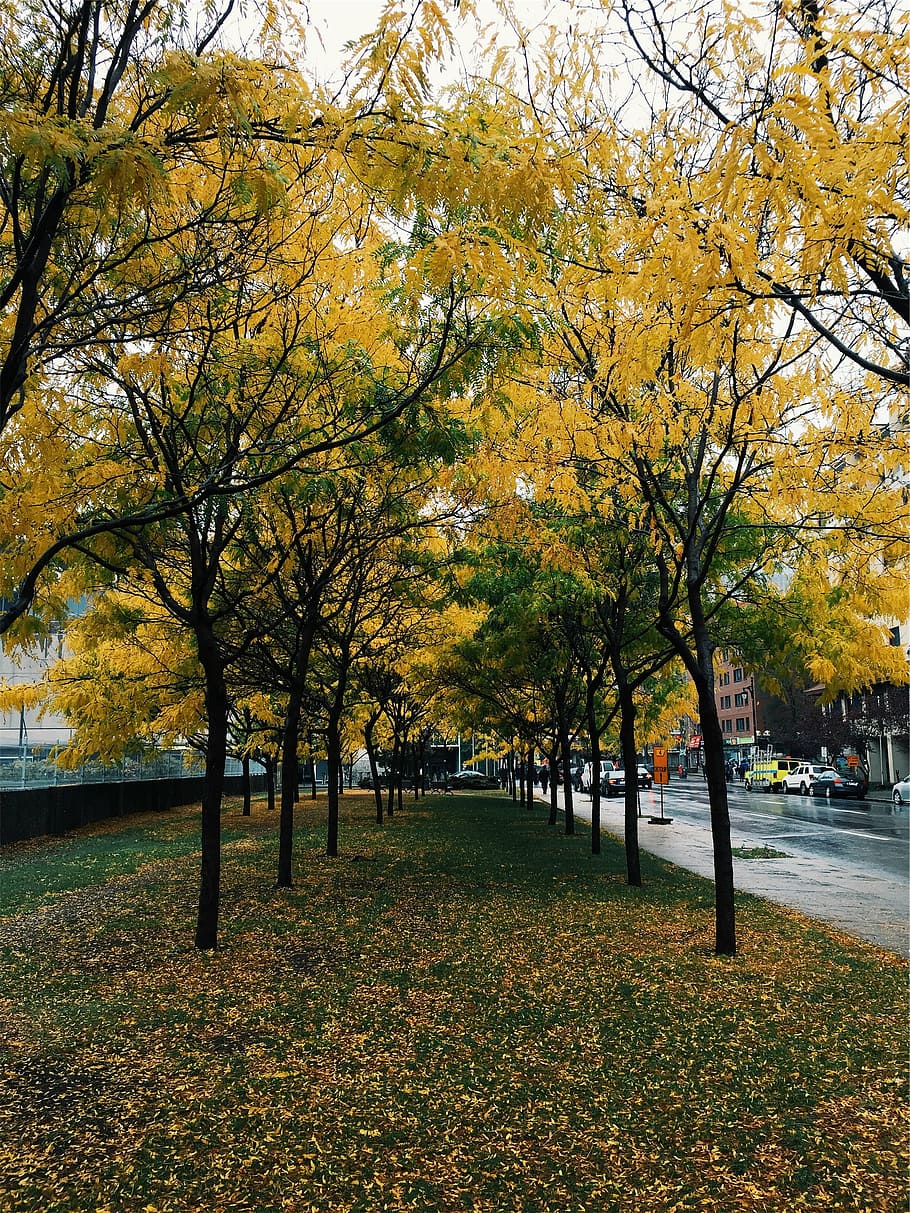 jalur antara pohon, dua, jalur, kuning, hijau, daun, pohon, dekat, beton, jalan