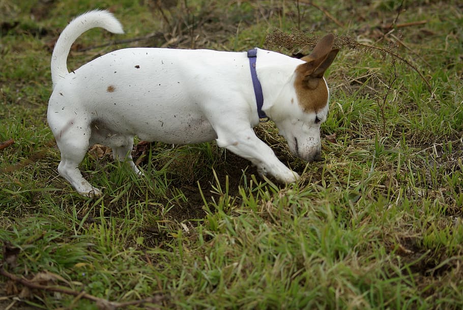 dog, grass, earth, jack-russell-terrier, domestic, pets, domestic animals, mammal, animal, animal themes