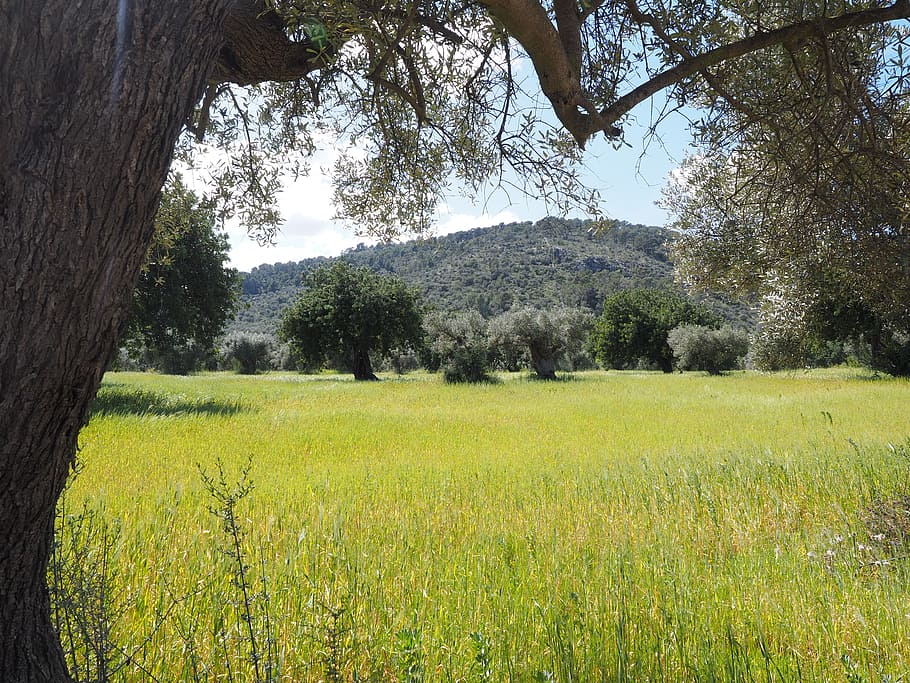 green, trees, daytime, olive tree, olive plantation, plantation, tree, olive garden, olive grove, planting