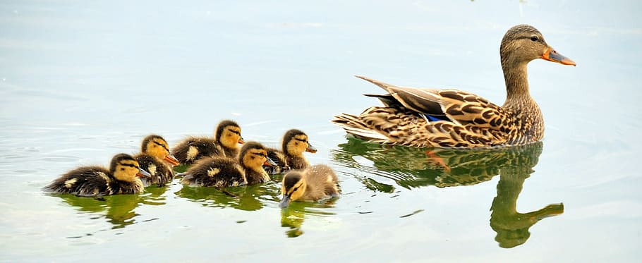 mallard duck lot, mallard ducks, hen, brood, waterfowl, wildlife, nature, family, mother, babies