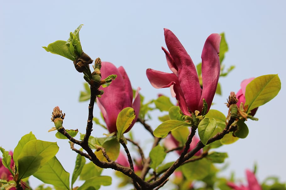 Magnolia púrpura, flor, flor de magnolia, magnolia, madera, naturaleza,  primavera, verano, planta, crecimiento | Pxfuel