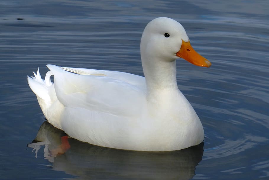 white duck, ditch, bird, swimming, nature, atmosphere, water, plumage, beak, orange