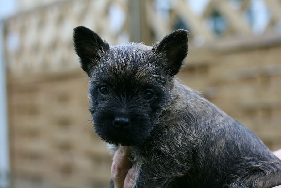 cairn terriers, dog, puppy, one animal, mammal, domestic, pets, domestic animals, canine, focus on foreground