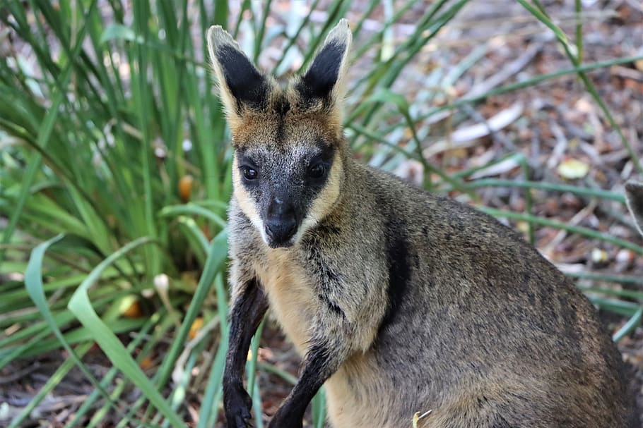 close up, black footed rock wallaby, marsupial, native, adelaide, animal, australia, black, ears, face