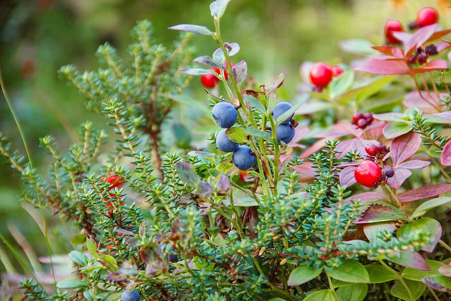 selective, focus photography, blueberries, forest, nature, the khibiny mountains, berry, moss, juniper, stone bramble