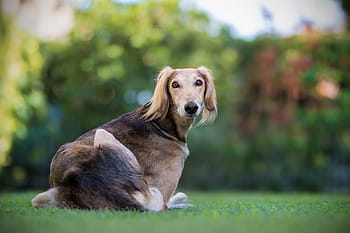 Royalty-free Greyhound photos free download - Pxfuel
