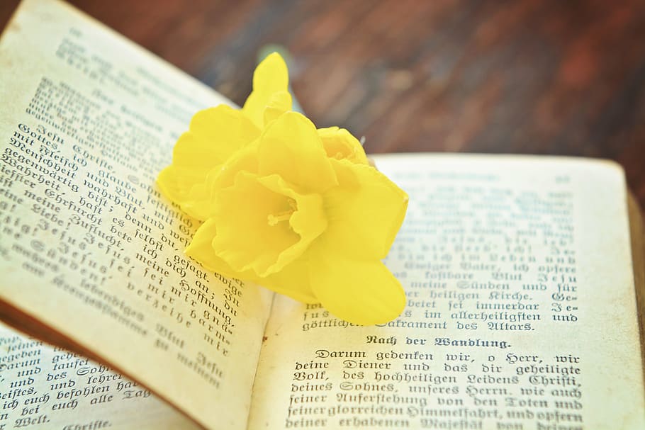 book, prayer book, old, religion, flower, narcissus, close, christianity, bible, spirituality