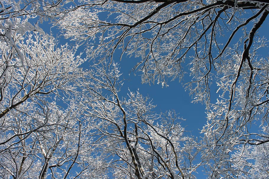 snowy branches, winter, trees, snow, white, wintery, nature, snowy, blue sky, silence