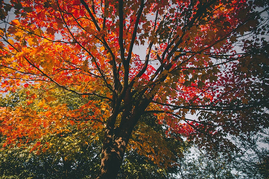 tree, plant, leaves, fall, autumn, nature, change, orange color, beauty in nature, growth
