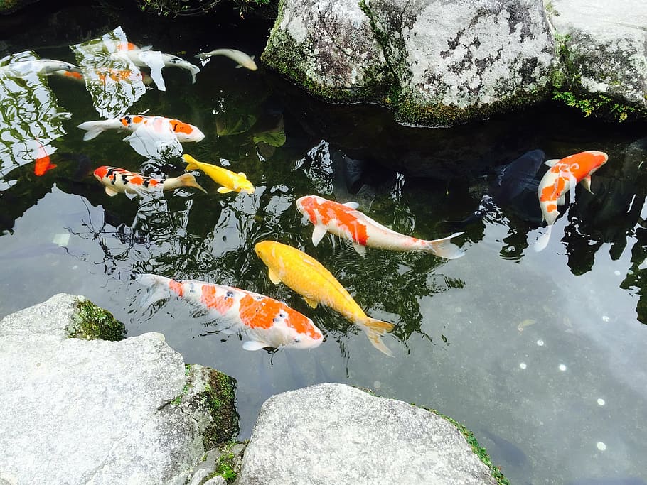 japão, peixe, lagoa, carpa, natureza, peixe dourado, água, agua, animal, grupo de animais