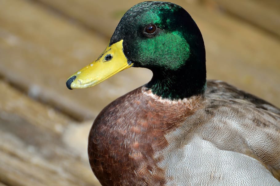 mallard duck, closeup, wildlife, lake, water, duck, nature, bird, animal, pond