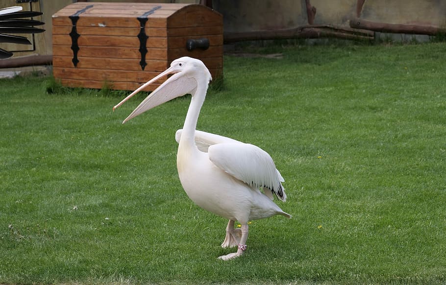 white, pelican, grass field, pelikan, white pelican, large beak, water bird, species, bird park marlow, bird