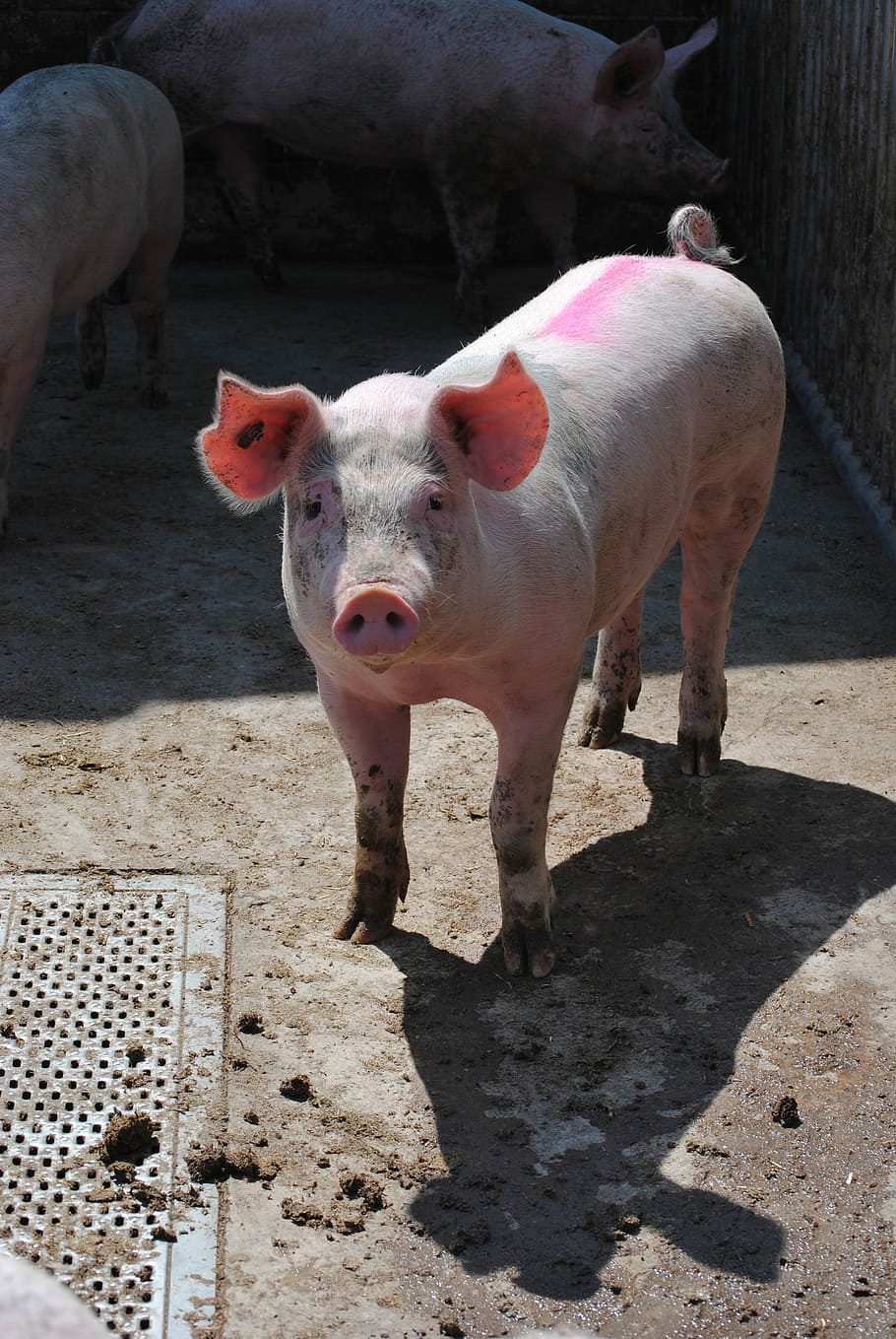 Pig, Sow, Breeding, Livestock, pig breeding, animal portrait, piglet, animal themes, pink color, animal