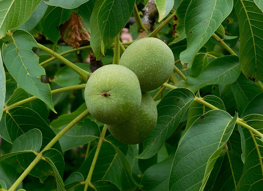 walnut royal, juglans regia, tree, fetus, immature, summer, green, green color, leaf, plant part