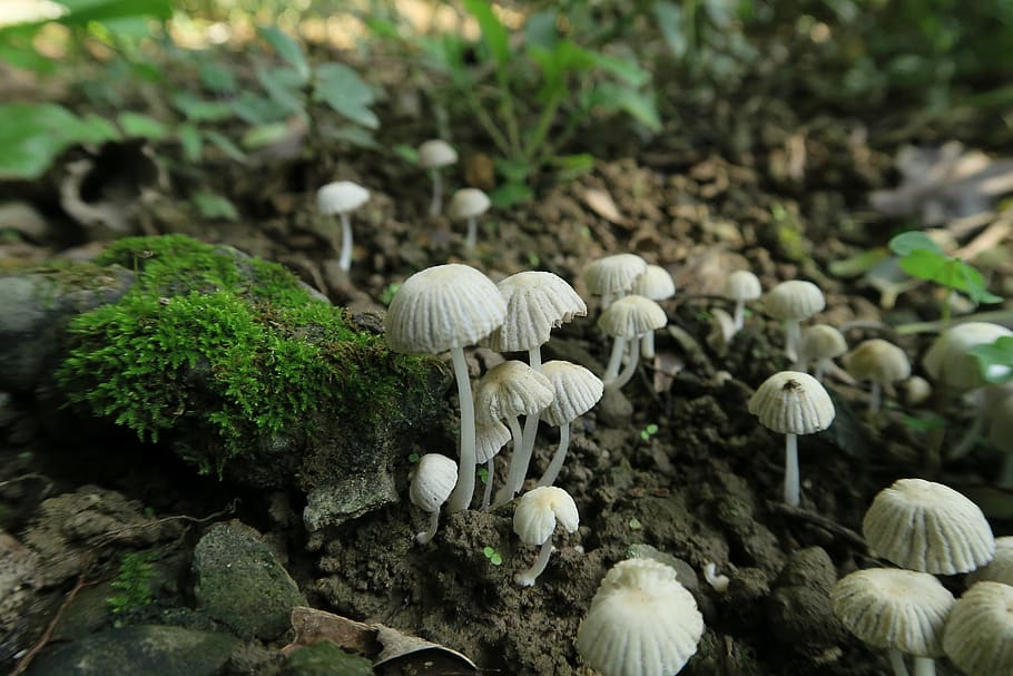 nature, fungus, mushroom wild rice, plant, moss, mushroom, growth, vegetable, food, close-up