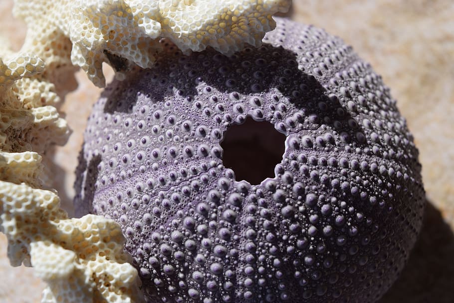 round, black, sea, coral, sea urchins, sand, close-up, focus on foreground, purple, flower