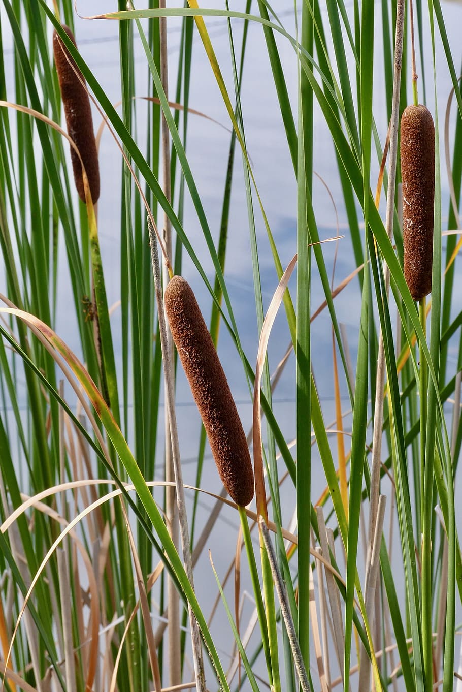 reed, reedbeds, on the water, plant, growth, grass, cattail, nature, green color, close-up
